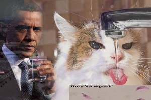 obama cat owners brainwash