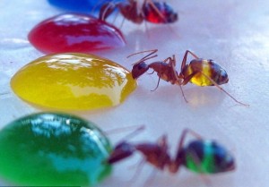 homosexual chemtrail fire ants